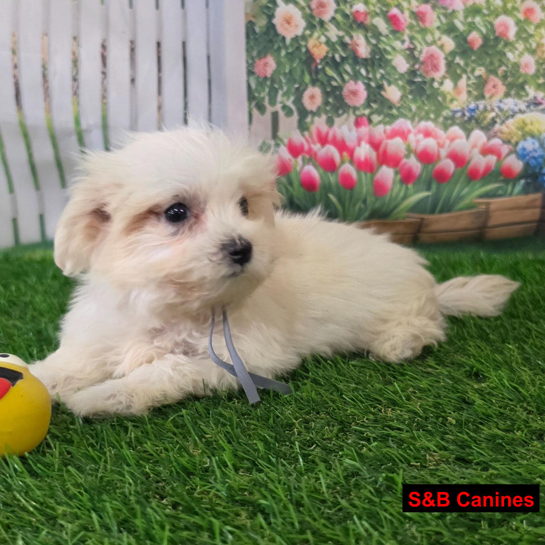 Puppy Image